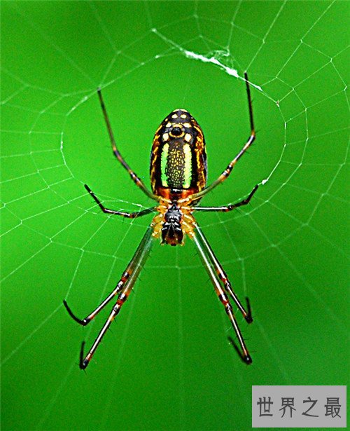 世界上最大的蜘蛛,最大的蜘蛛竟然和人的拳头一样大