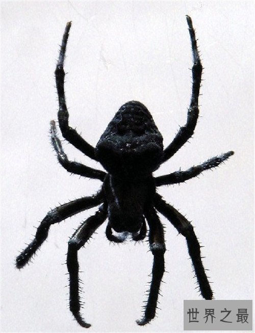 世界上最大的蜘蛛,最大的蜘蛛竟然和人的拳头一样大