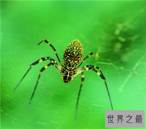 世界上最大的蜘蛛,最大的蜘蛛竟然和人的拳头一样大