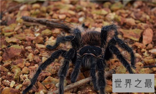 世界上最大的蜘蛛,最大的蜘蛛竟然和人的拳头一样大