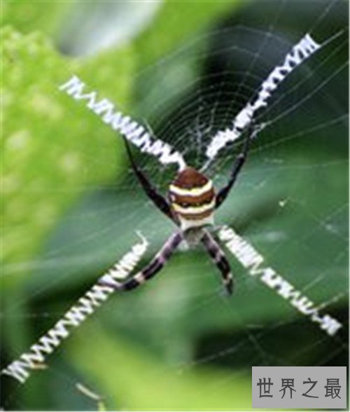 世界上最大的蜘蛛,最大的蜘蛛竟然和人的拳头一样大
