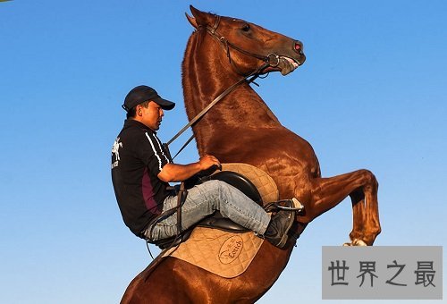 汗血马什么来头,居然价值连城?