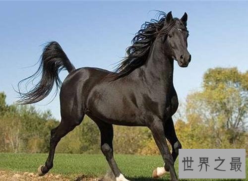 汗血马什么来头,居然价值连城?