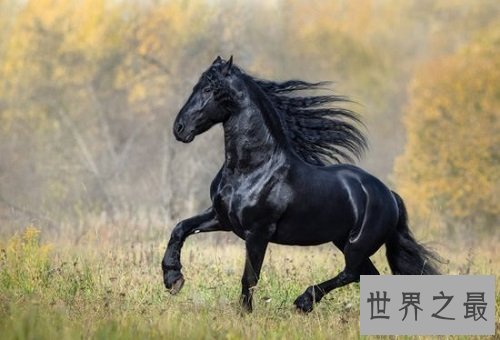 汗血马什么来头,居然价值连城?