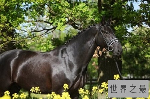 汗血马什么来头,居然价值连城?