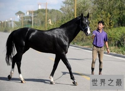 汗血马什么来头,居然价值连城?