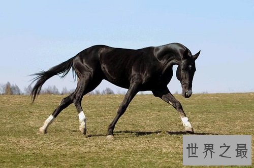 汗血马什么来头,居然价值连城?