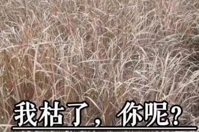 女生说的开飞机什么意思 男人千万要小心了