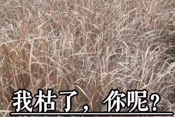 女生说的开飞机什么意思 男人千万要小心了