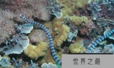 世界最毒的海蛇——贝尔彻海蛇