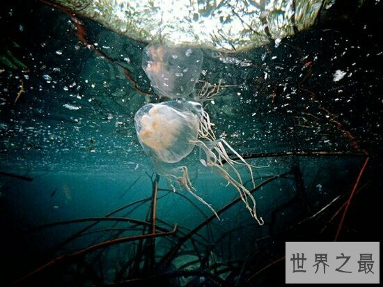 世界十大毒王,只要是有毒的地方眼镜王蛇就来串场