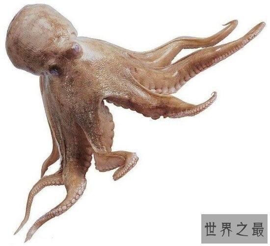 世界十大毒王,只要是有毒的地方眼镜王蛇就来串场