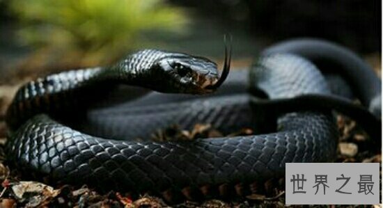 世界十大毒王,只要是有毒的地方眼镜王蛇就来串场