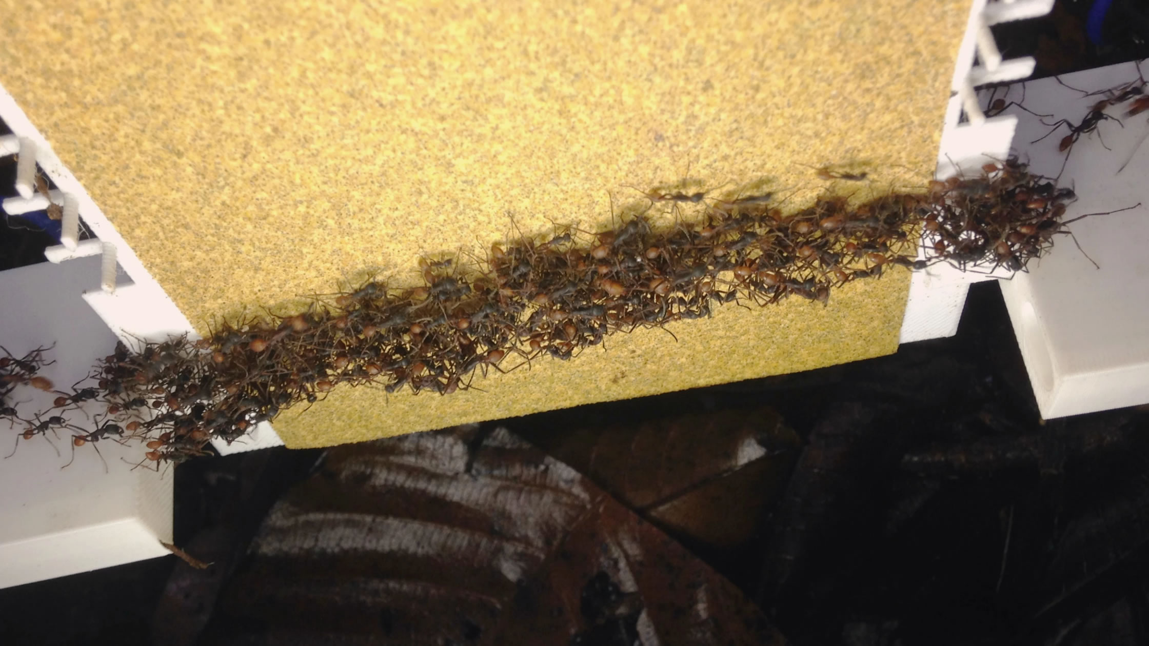 兵蚁将身体连接在一起形成脚手架 防止其他蚂蚁从陡峭的地形上滚下来