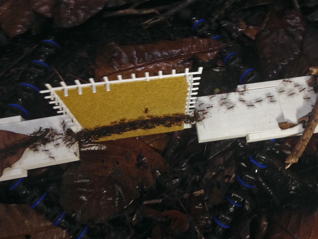 兵蚁将身体连接在一起形成脚手架 防止其他蚂蚁从陡峭的地形上滚下来