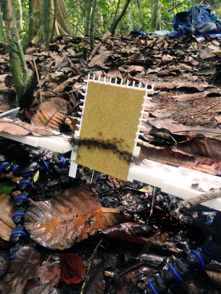 兵蚁将身体连接在一起形成脚手架 防止其他蚂蚁从陡峭的地形上滚下来