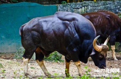 世界上最大的牛,印度野牛重1.5吨(将老虎吓成猫)