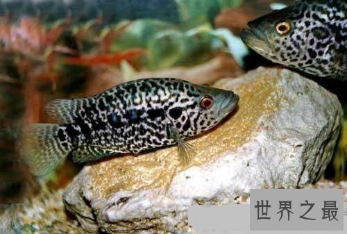 淡水石斑鱼你吃过吗?你是否了解这种鱼呢!