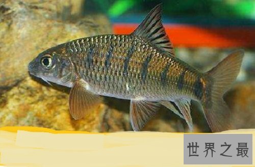 淡水石斑鱼你吃过吗?你是否了解这种鱼呢!