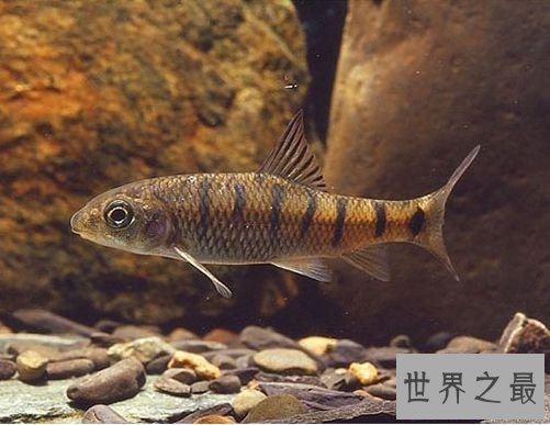 淡水石斑鱼你吃过吗?你是否了解这种鱼呢!