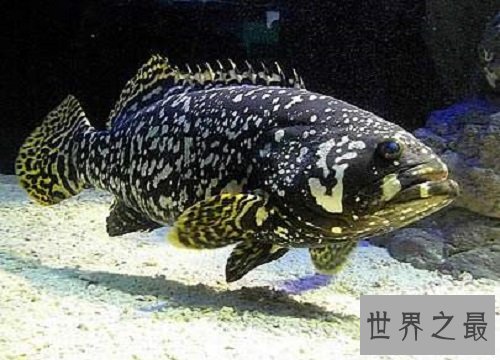 淡水石斑鱼你吃过吗?你是否了解这种鱼呢!