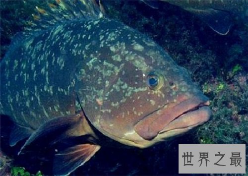 淡水石斑鱼你吃过吗?你是否了解这种鱼呢!