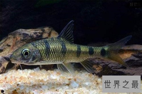 淡水石斑鱼你吃过吗?你是否了解这种鱼呢!