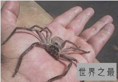 世界上最大的室内蜘蛛,大家一定都认识它!