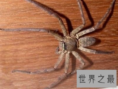 世界上最大的室内蜘蛛,大家一定都认识它!