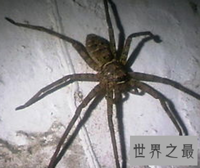 世界上最大的室内蜘蛛,大家一定都认识它!