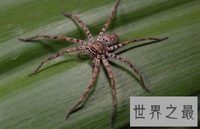 世界上最大的室内蜘蛛,大家一定都认识它!