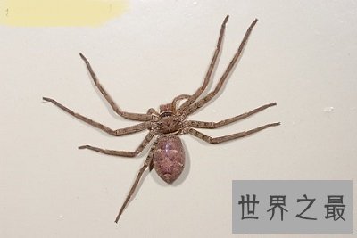 世界上最大的室内蜘蛛,大家一定都认识它!