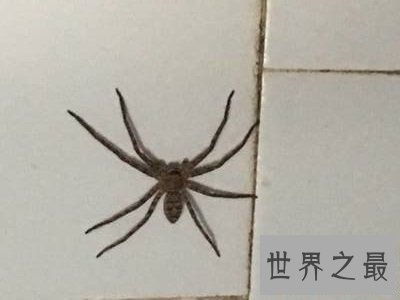 世界上最大的室内蜘蛛,大家一定都认识它!