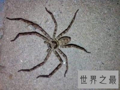 世界上最大的室内蜘蛛,大家一定都认识它!