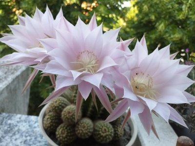 十大名贵仙人掌品种都有什么名字