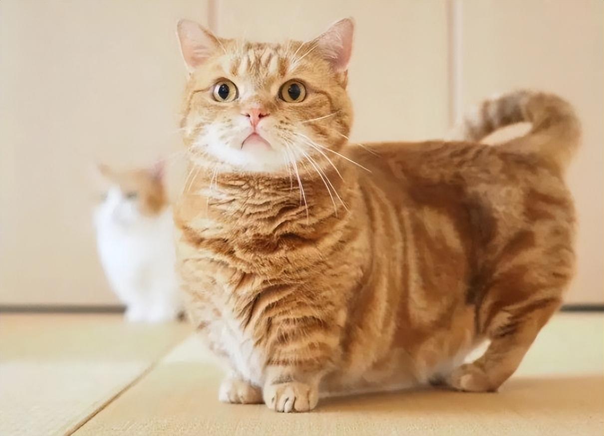 矮脚猫都是基因缺陷吗(矮脚猫基因缺陷有哪些)(图3) 矮脚猫都是基因缺陷吗(矮脚猫基因缺陷有哪些)(图3)