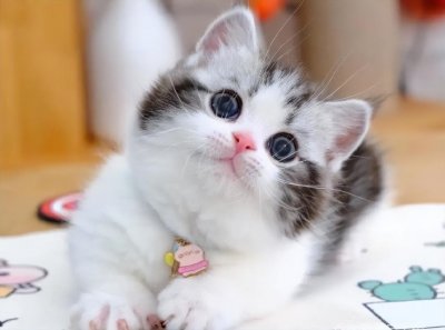 矮脚猫都是基因缺陷吗(矮脚猫基因缺陷有哪些)