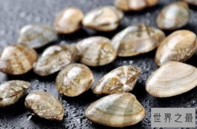 生物界的十大寿命最长的生物 乌龟上榜,最后一个能够长生不老