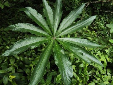 一把伞南星是一种什么样的植物?