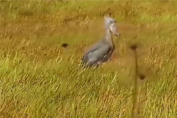 世界上最有“礼貌”的大鸟,观看者都要向它深深鞠躬