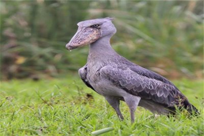 世界上最有“礼貌”的大鸟,观看者都要向它深深鞠躬