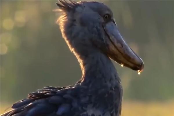 世界上最有“礼貌”的大鸟,观看者都要向它深深鞠躬