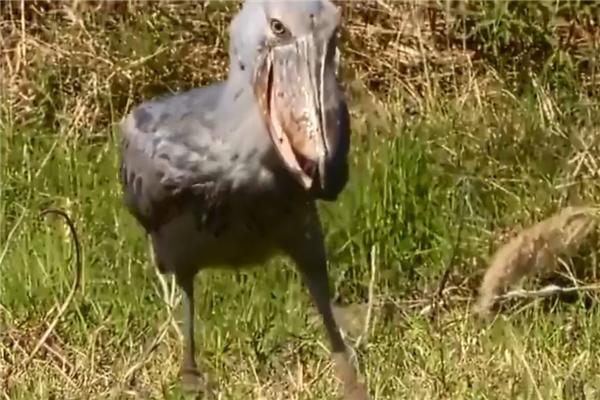 世界上最有“礼貌”的大鸟,观看者都要向它深深鞠躬