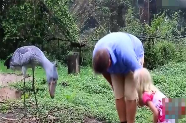 世界上最有“礼貌”的大鸟,观看者都要向它深深鞠躬