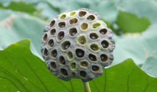 莲蓬乳是怎么形成的 莲蓬乳图片其实都是假的