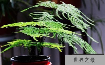 适合办公室的十个绿色排名办公室种植绿色植物