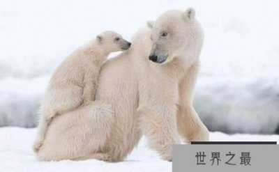 北极熊能在陆地上生活吗,北极熊适合陆地生存么