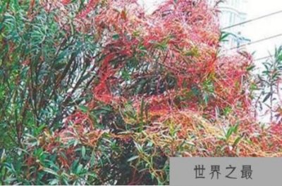 最恐怖的吃人植物吸血树,被缠住后会吸光你的