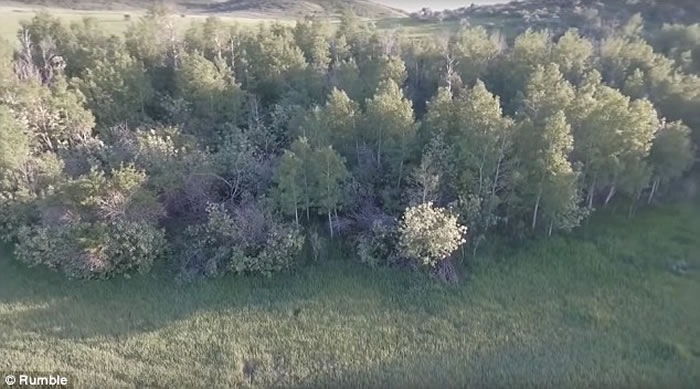 美国爱达荷州无人机航拍到一只全身红棕体毛用2条腿奔跑的大脚怪?