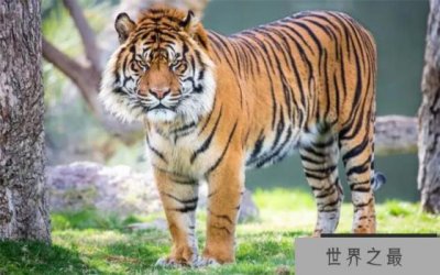 最大的苏门答腊虎有多大 它们的现状如何